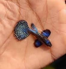 Purple Berry Dragon Guppy