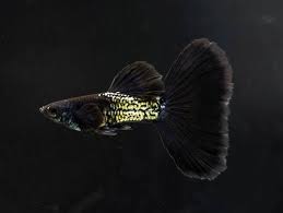 Metal Black Guppys