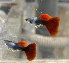 Hb Silverado Guppy
