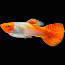 Black Eye Koi Guppy