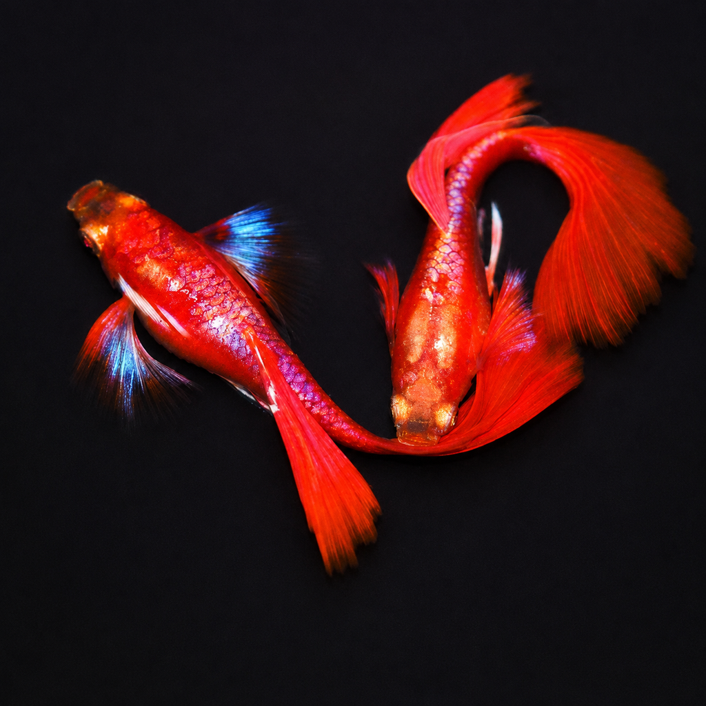 Albino Red Tuxedo