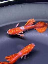 Albino Red Tuxedo