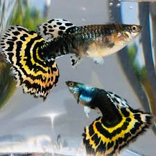 Tiger Half Moon Guppy