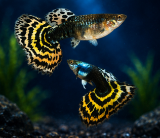 Tiger Half Moon Guppy
