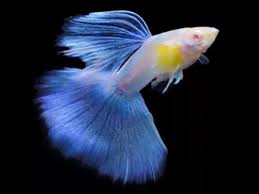 Albino Topaz Blue Guppy