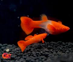 Albino Red Ear Koi
