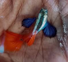 Platinum dumbo ear guppy