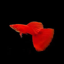 Albion full red guppys