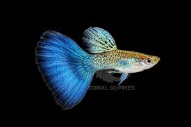 Snake skin blue tail