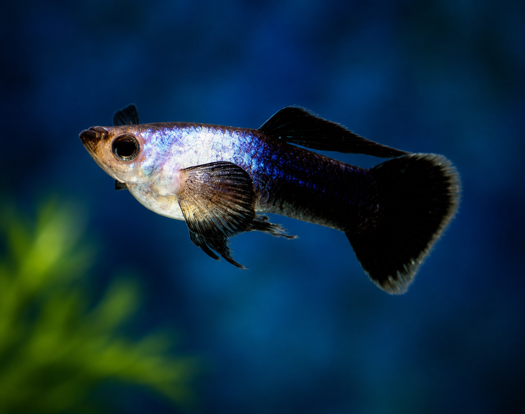 Blue panda guppy