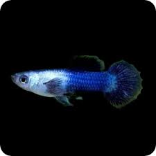 Blue panda guppy
