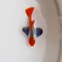 Platinum Koi Dumbo Guppy