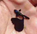Moscow blue guppy
