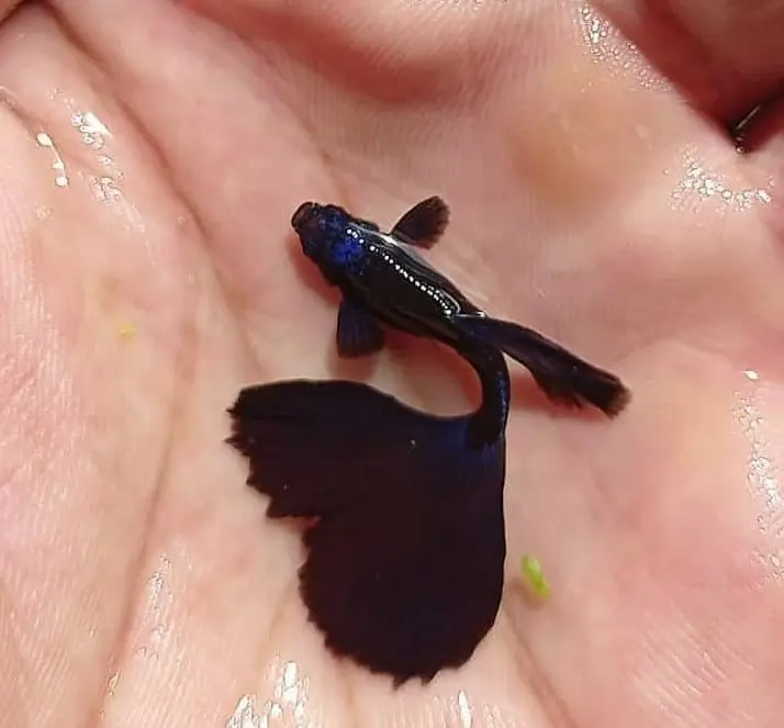 Moscow blue guppy