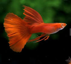 Albion full red ribbon guppys