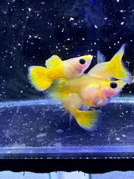 yellow glass belly guppy