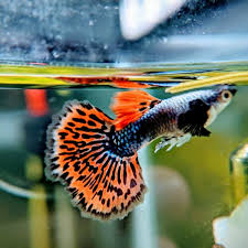 Chilli mosaic guppy