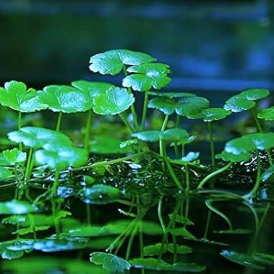 Hydrocotyle verticillata