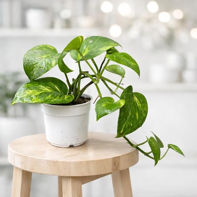 Money Plant