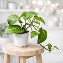 Money Plant