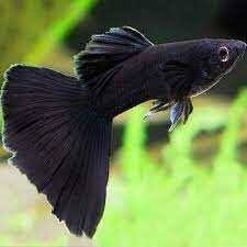 Jet Black Guppy
