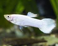 Srilankan White Guppy