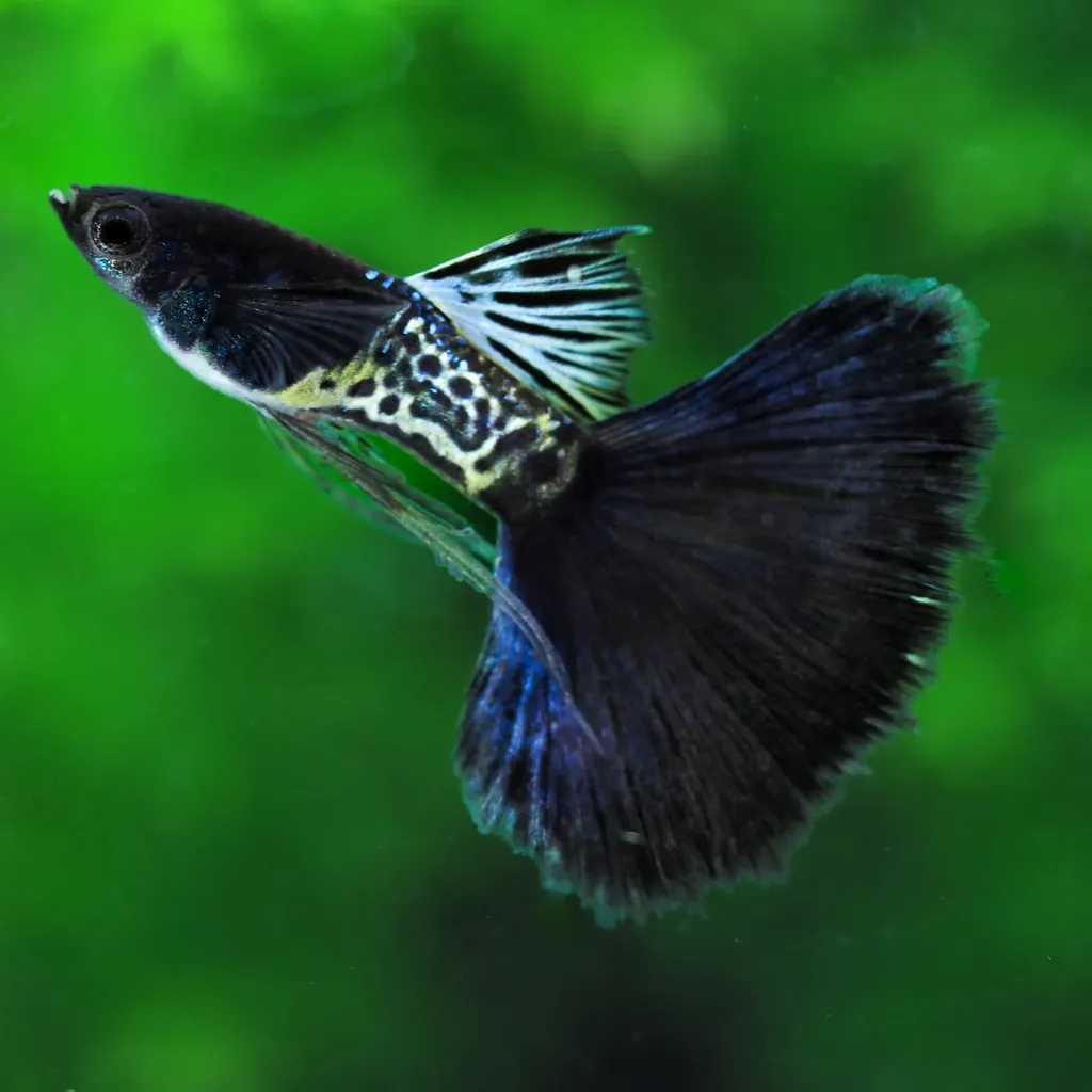 Metal Black Ribbon Guppys