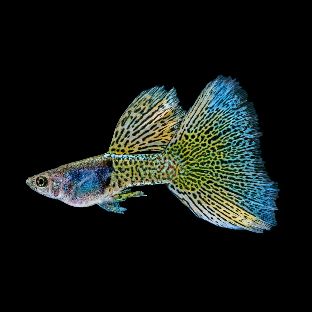 Metal Yellow Guppy