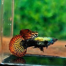 Red Dragon Guppy